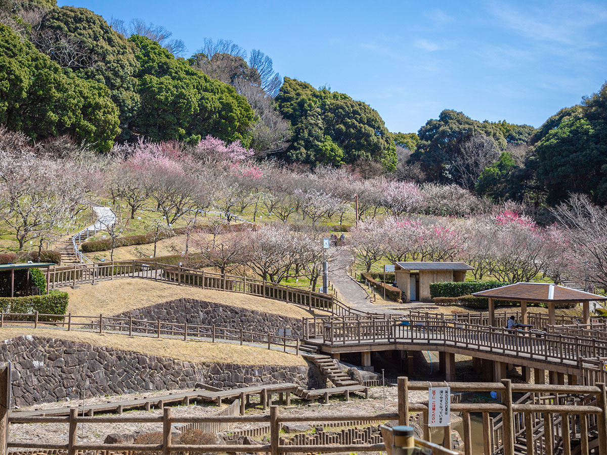 Akatsukayama Park Plum Blossom Festival
