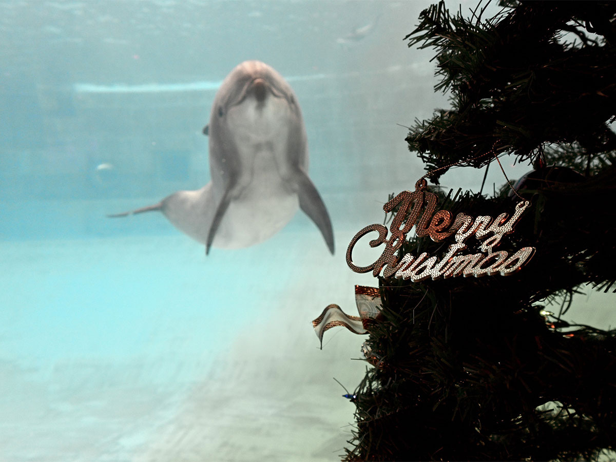 Christmas Aquarium Events at the Port of Nagoya Public Aquarium