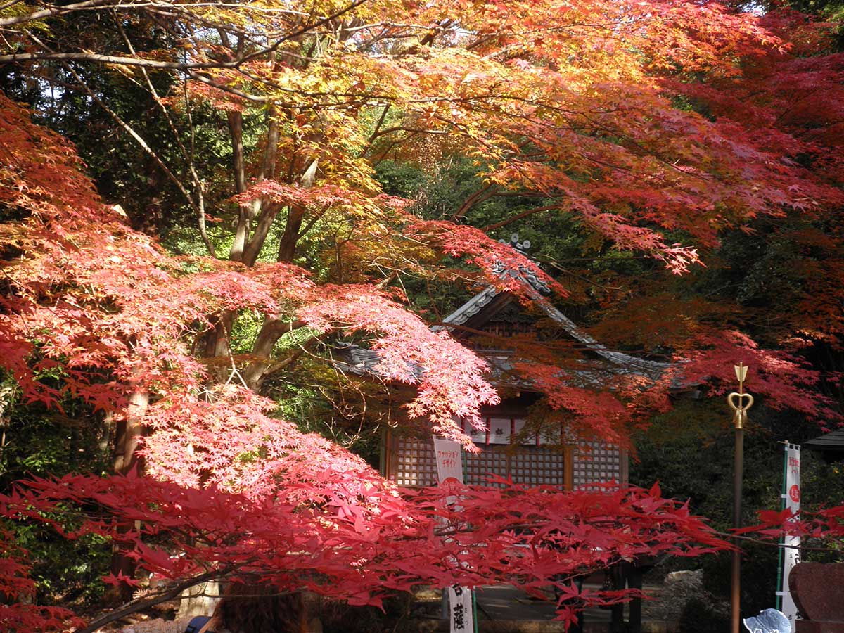 寂光院　红叶节