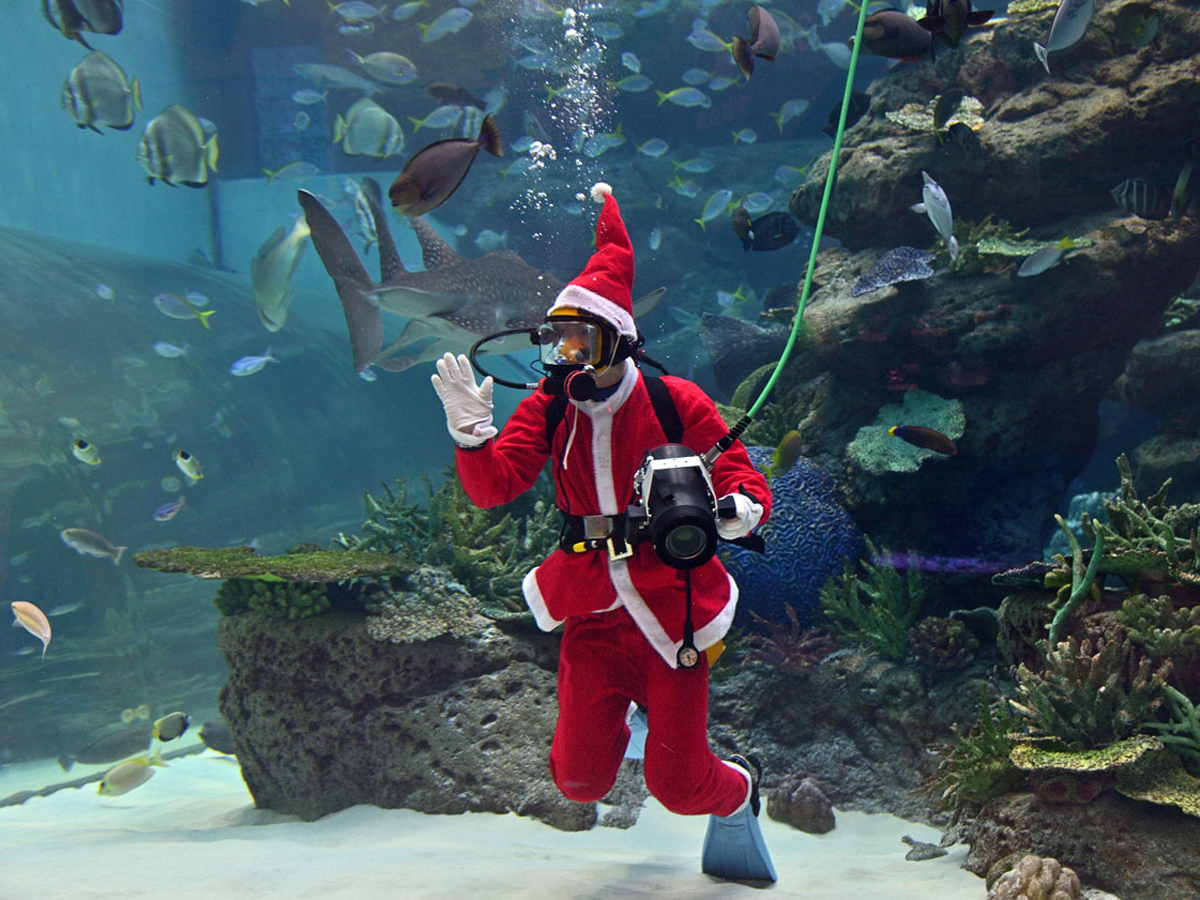 Christmas Aquarium Events at the Port of Nagoya Public Aquarium