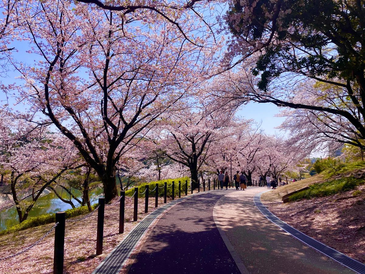 大池公园樱花节