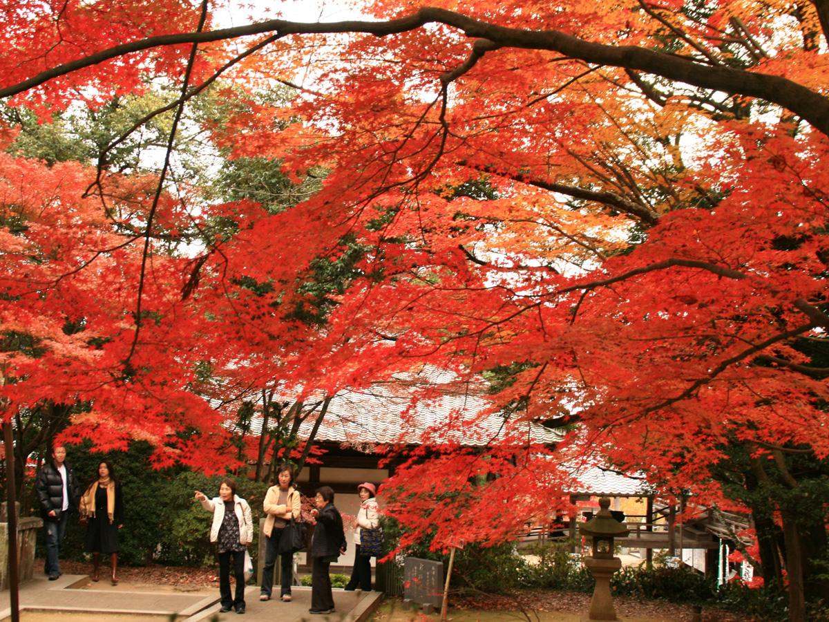 寂光院　红叶节