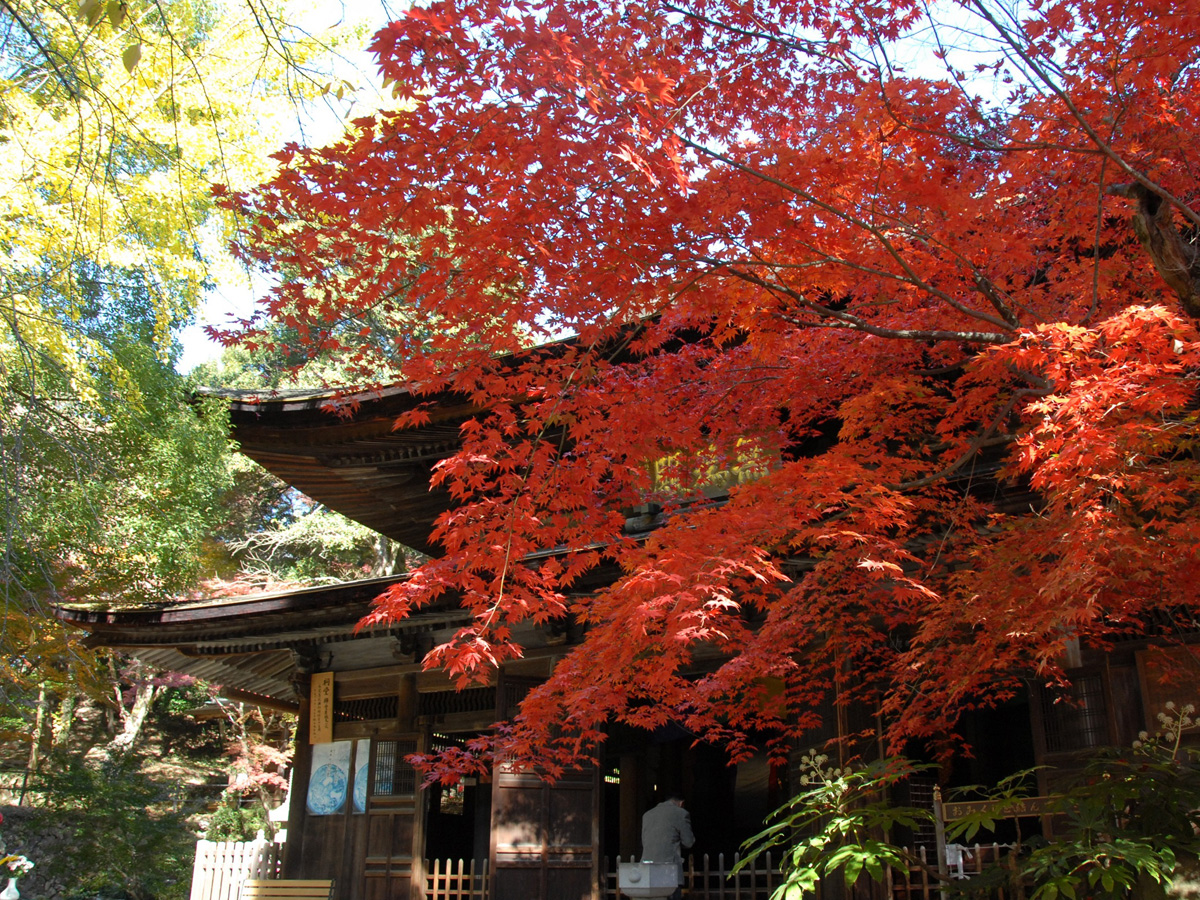 ใบไม้เปลี่ยนสีแห่งวัดโจโคจิ