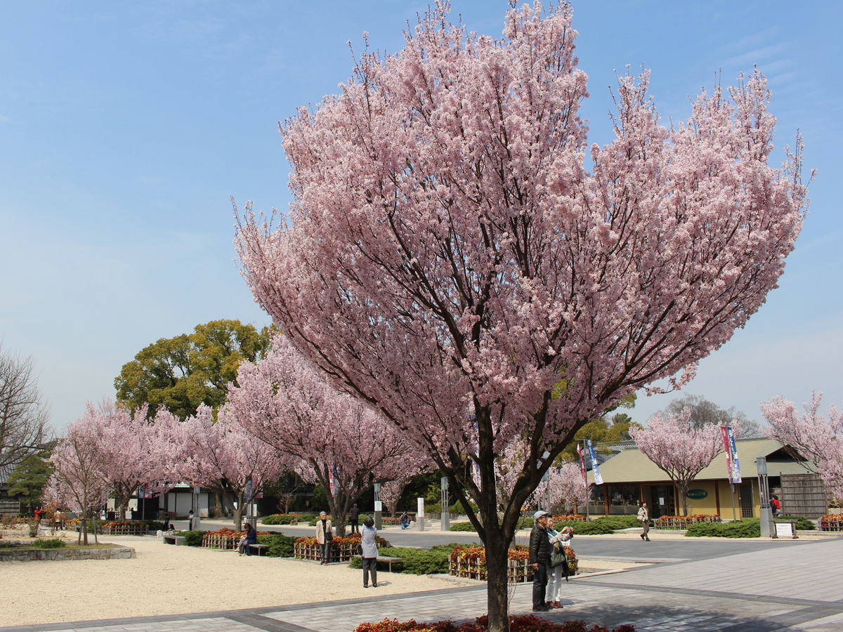 Early spring events at Tokugawaen Garden