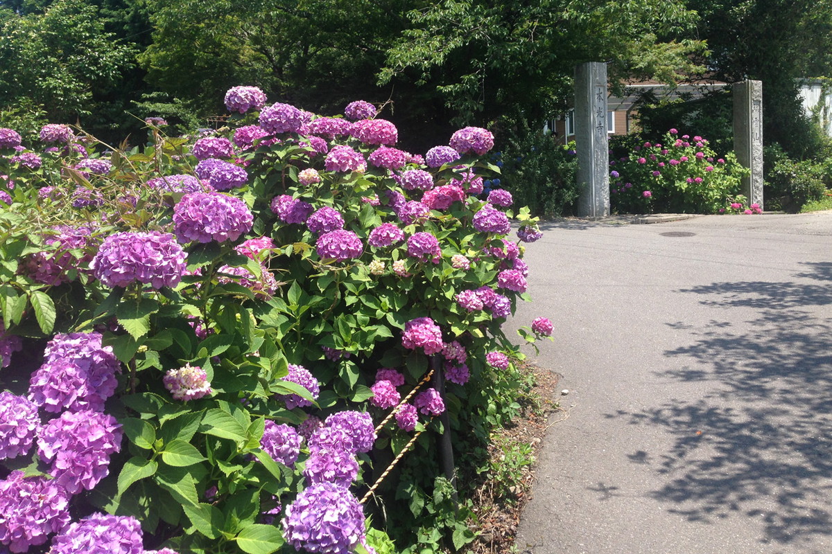 本光寺紫阳花节