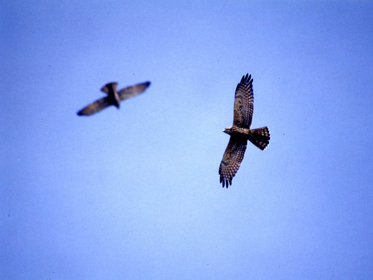 Hawk Migration