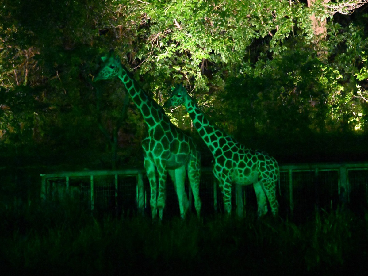 东山动植物园　“夜间ZOO＆GARDEN”