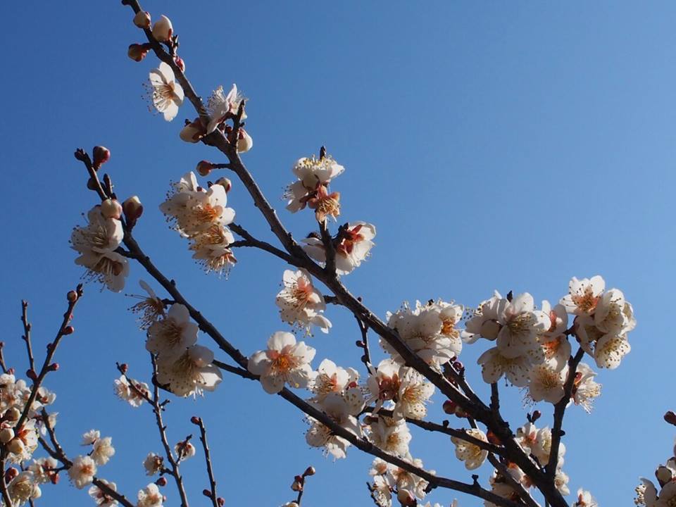 赤塚山公園 梅まつり 公式 愛知 名古屋の観光サイトaichinow