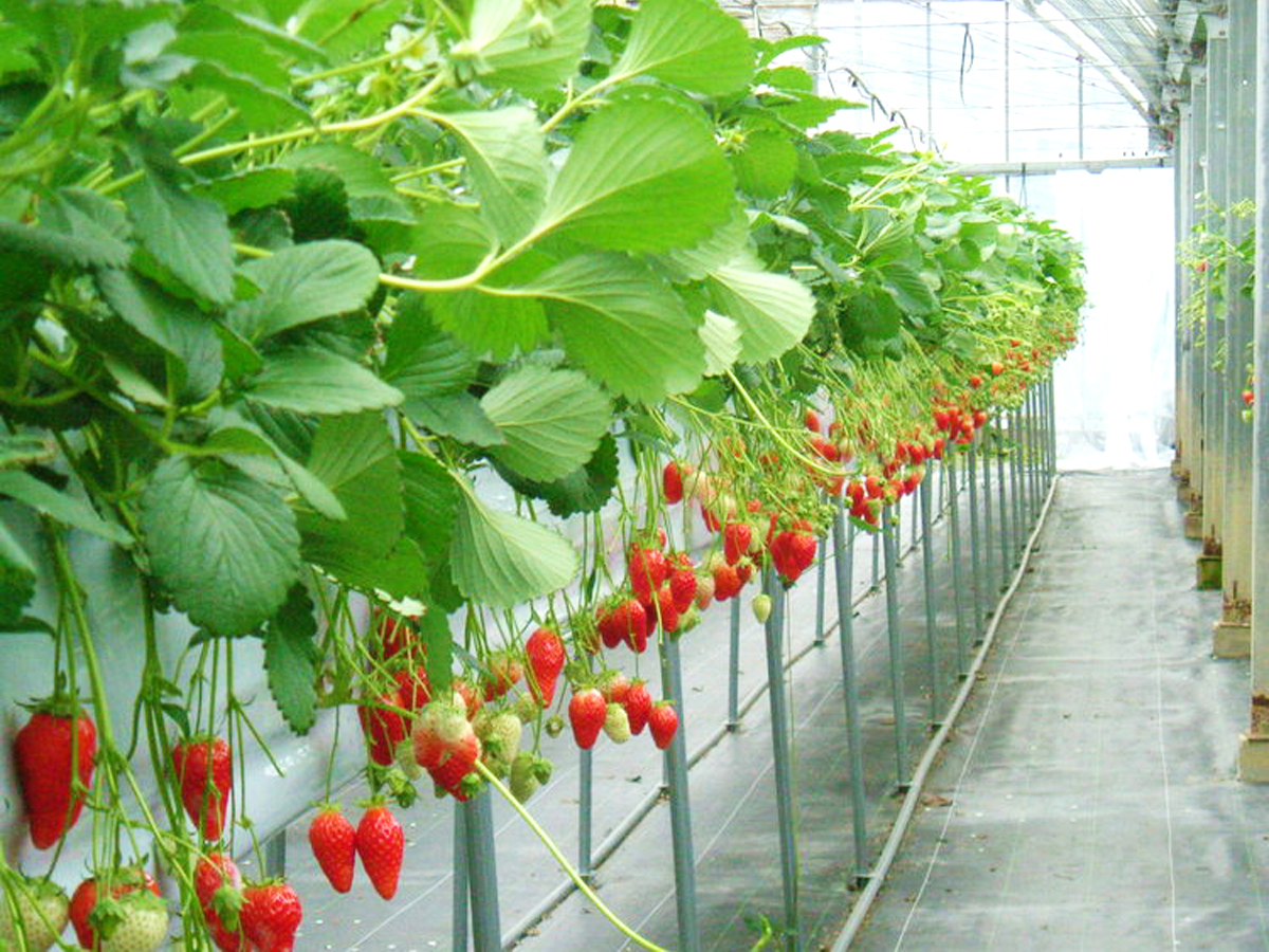 丸カ農園　摘草莓
