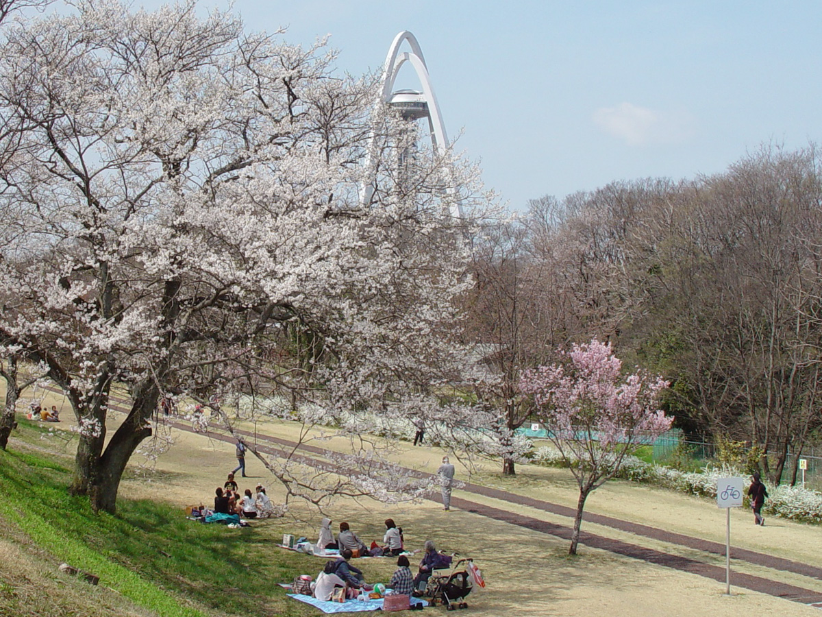 木曽川堤的櫻花