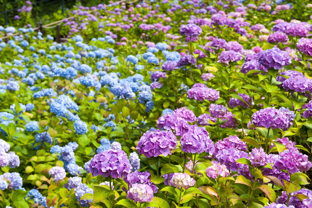 Katahara Onsen Hydrangea Festival Katahara Onsen Ajisai Matsuri Gamagori City Aichi Prefecture Official Site Sightseeing Information Directions Parking Details Aichinow Official Site For Tourism Aichi