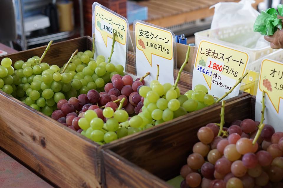Higashiura Vineyards Grape Picking