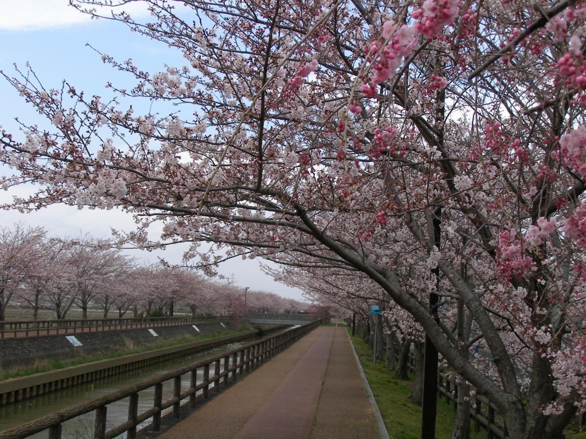 和平樱花节