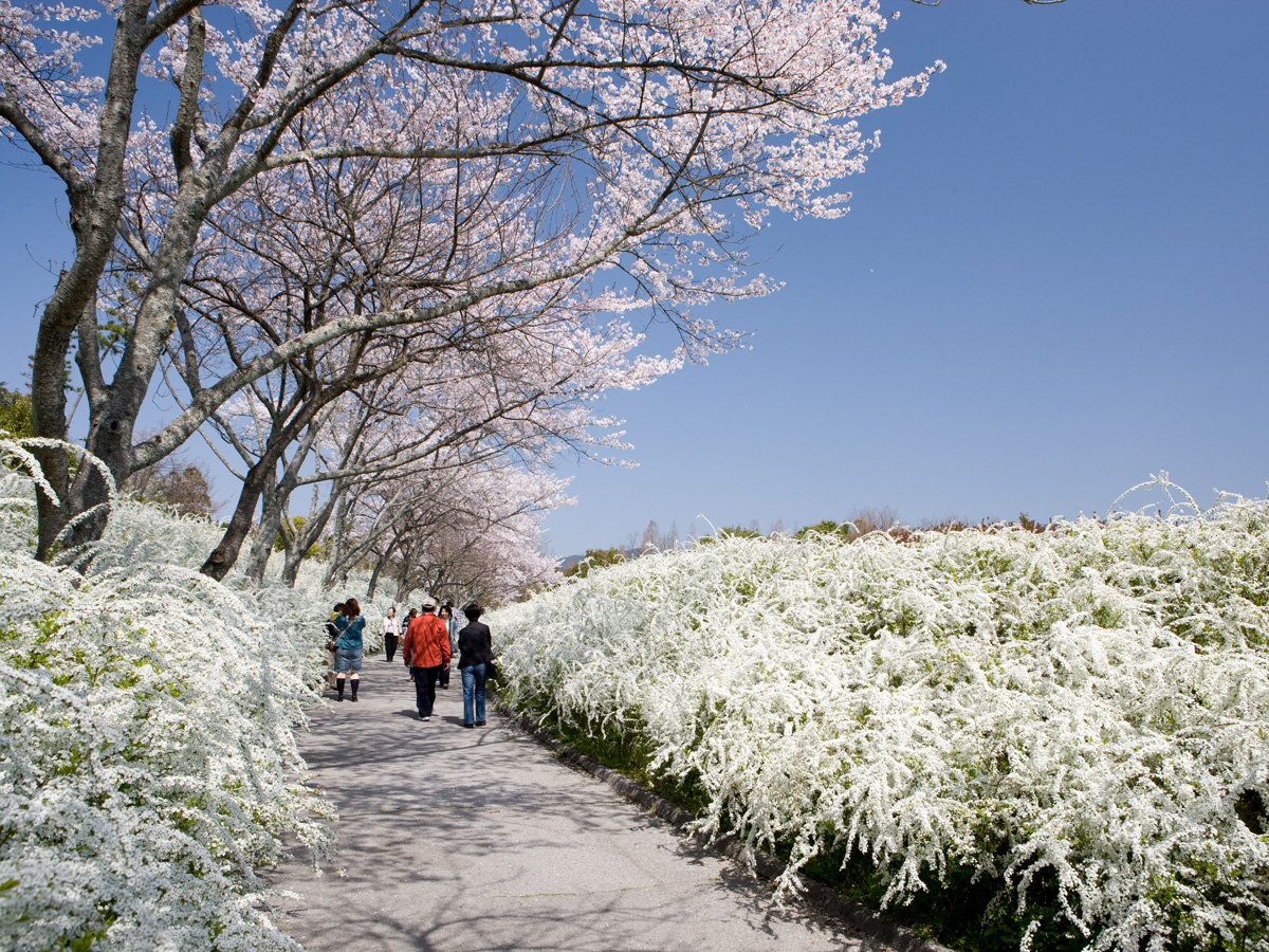 Cherry Blossoms and Thunberg's Meadowsweet Blossoms of Aichi Prefectural Greenification Center