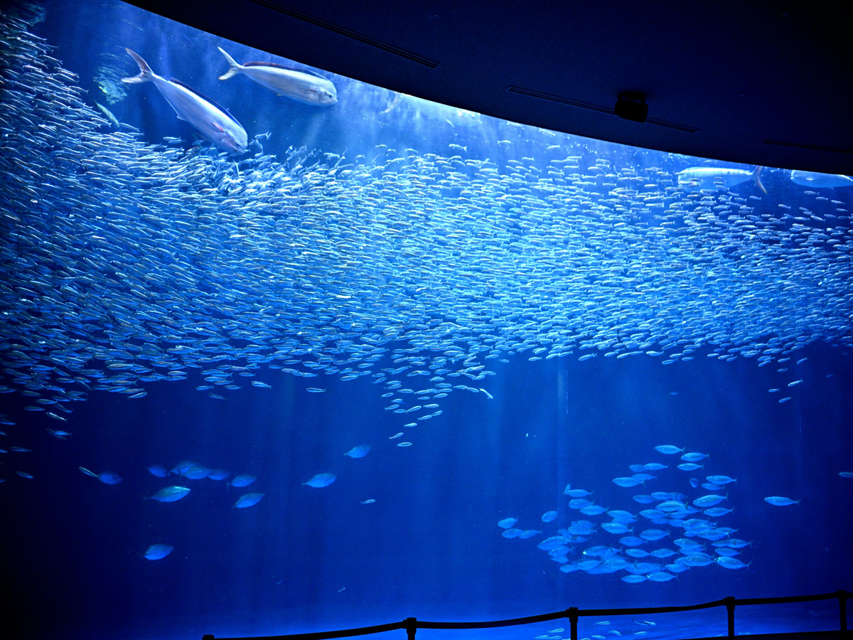 Port of Nagoya Public Aquarium Summer Night Aquarium