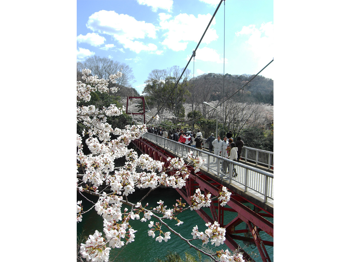 Shinshiro Cherry Blossom Festival