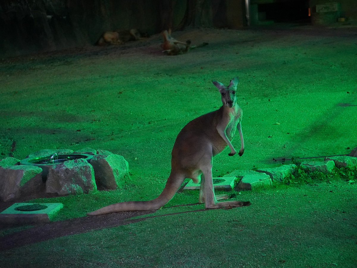 Night Zoo & Garden (Higashiyama Zoo and Botanical Gardens)