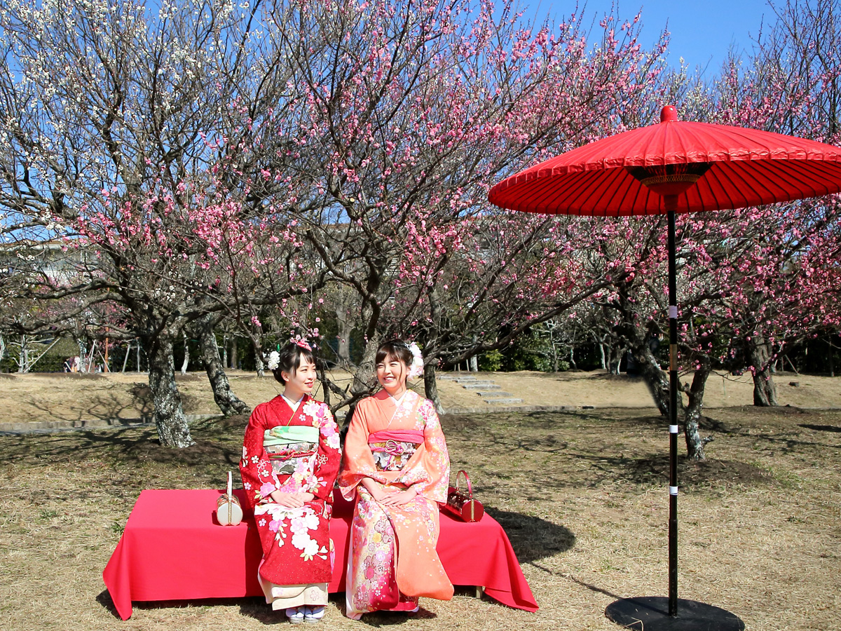 Mukaiyama Greenery Park's Plum Tree Orchard and Spring Festival