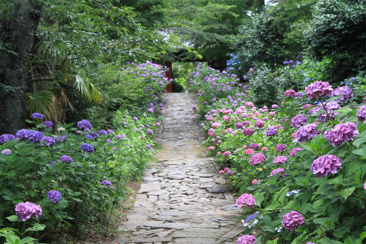本光寺紫陽花節 旅遊景點 Aichinow 愛知旅遊官方網站