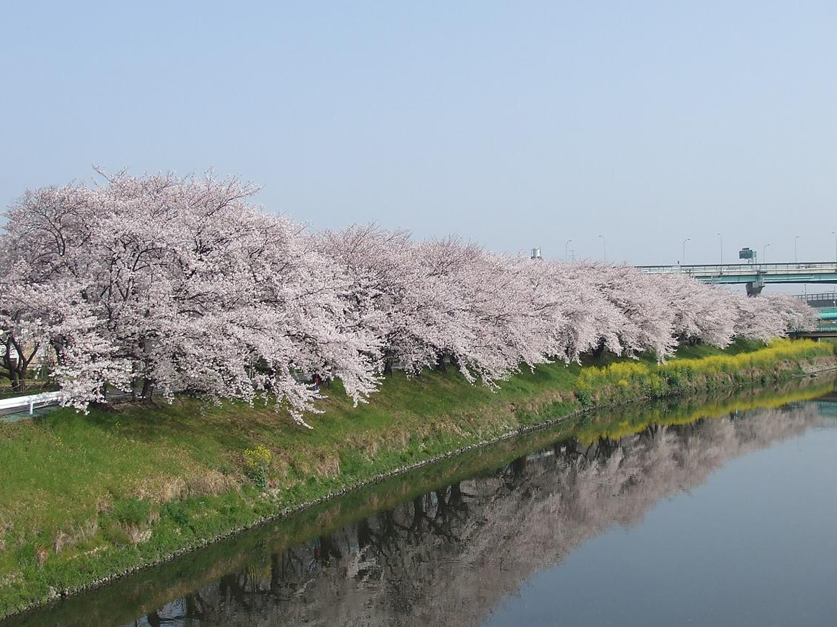 清洲城樱花节