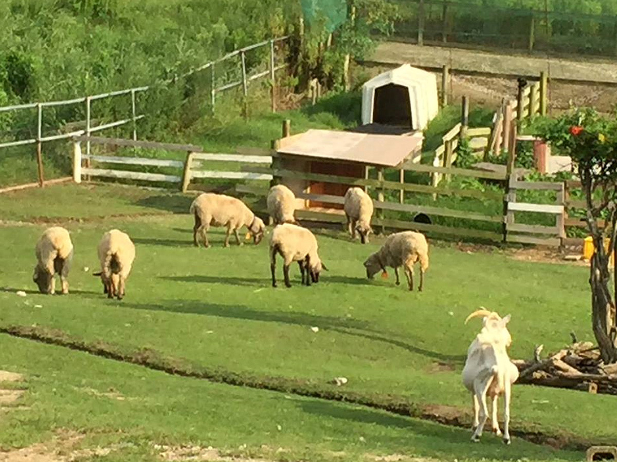 愛知牧場（あいちぼくじょう）ヤギと羊