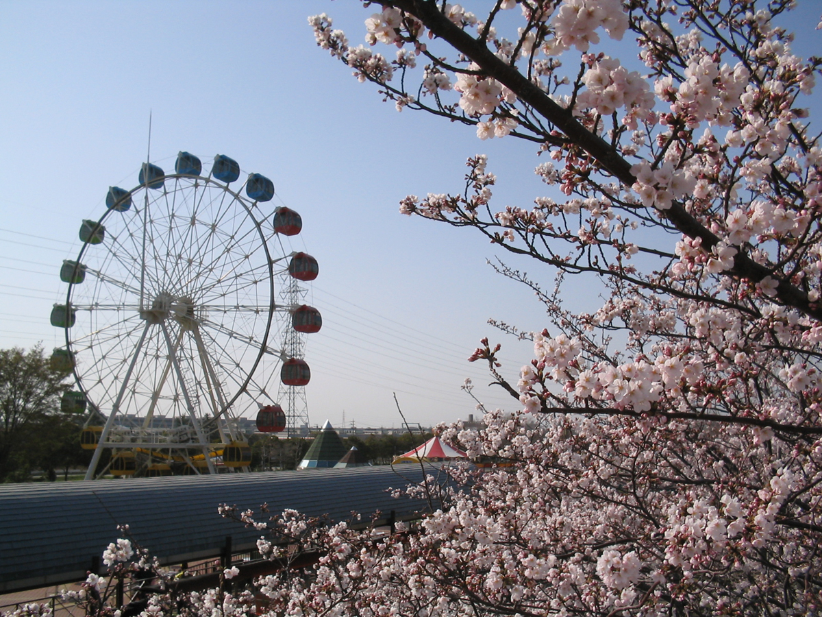 碧南市明石公園　さくらまつり