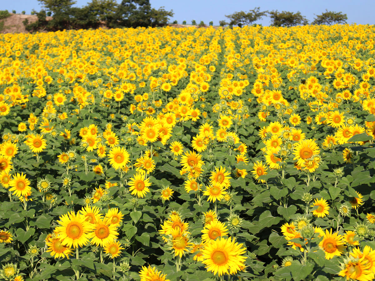 觀光農園花卉廣場 旅遊景點 Aichinow 愛知旅遊官方網站
