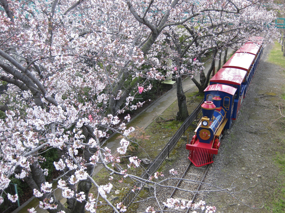 碧南市明石公園　くらまつり