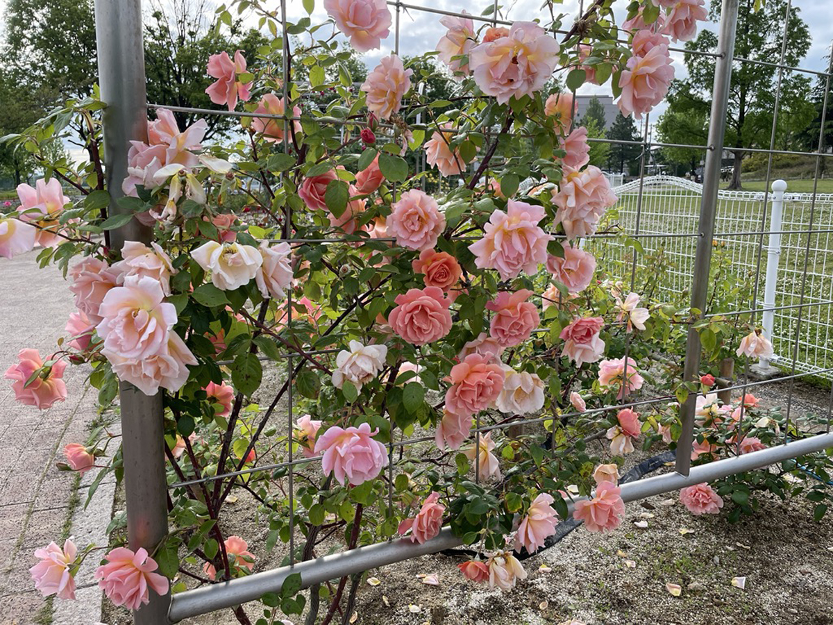 ミササガパーク（猿渡公園）芝桜