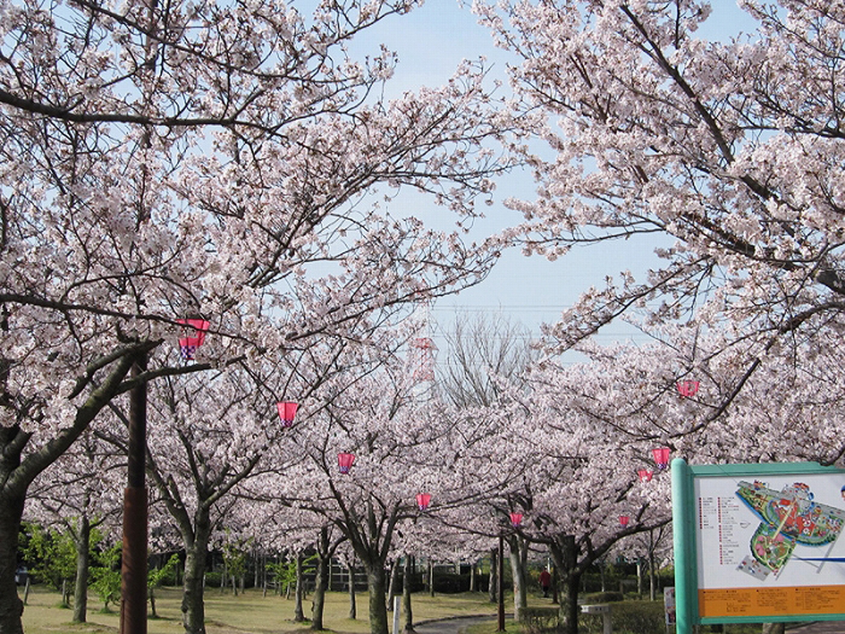 碧南市明石公園　くらまつり