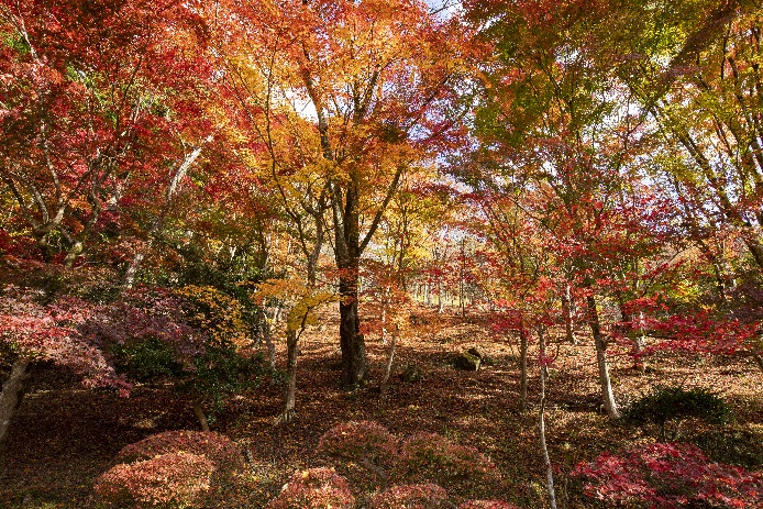 大井平公園