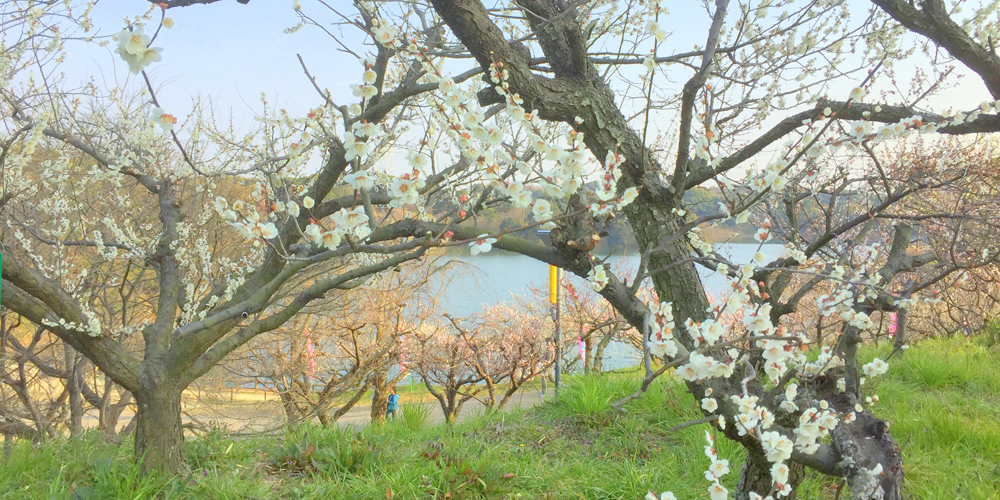Souri Pond Plum Blossom Festival