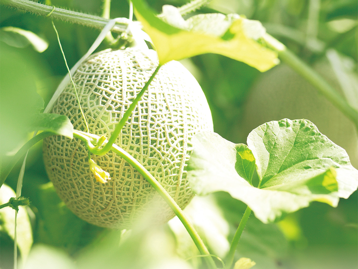 Maruka Farm Melon Picking