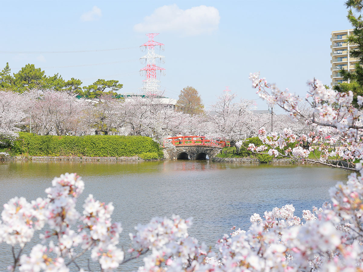 File:Kariya City General Athletic Park cherry blossom ac2.JPG