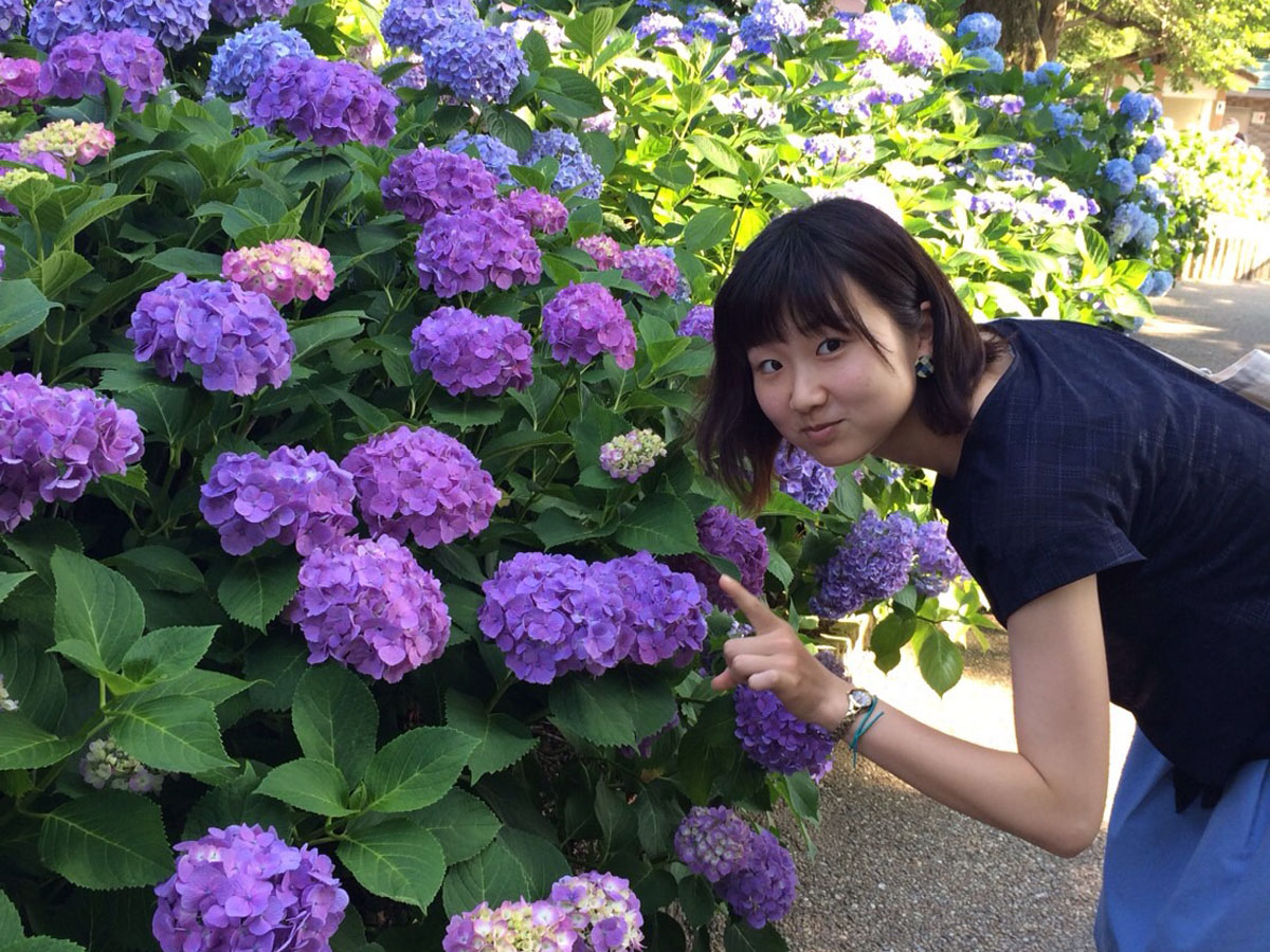 Inazawa Hydrangea Festival Inazawa Ajisai Matsuri Inazawa City Aichi Prefecture Official Site Sightseeing Information Directions Parking Details Aichinow Official Site For Tourism Aichi