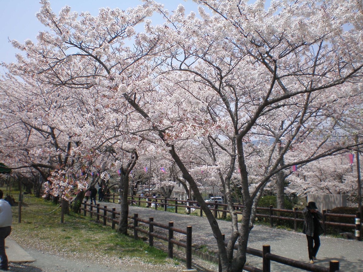 신시로 벚꽃 축제
