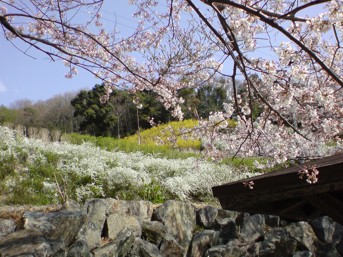 櫻花珍珠花節 Aichinow 愛知旅遊官方網站