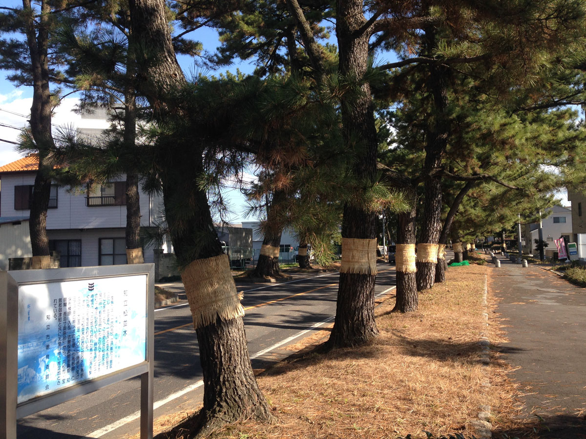 東海道松並木