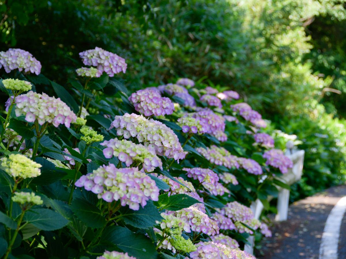 Mt. Sangane Hydrangea Festival