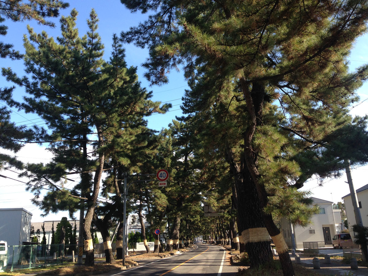 東海道松並木