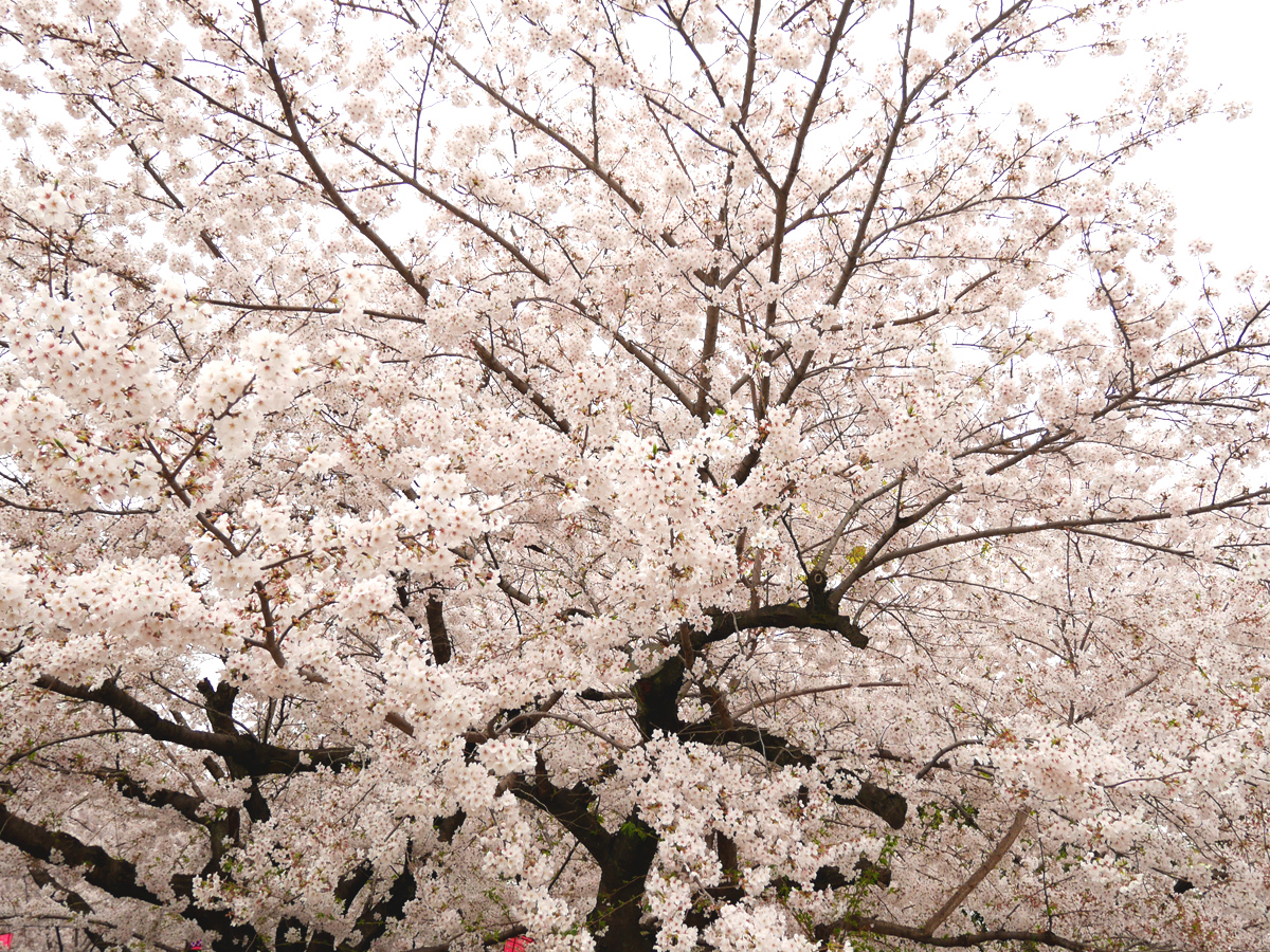 鹤舞公园 樱花节