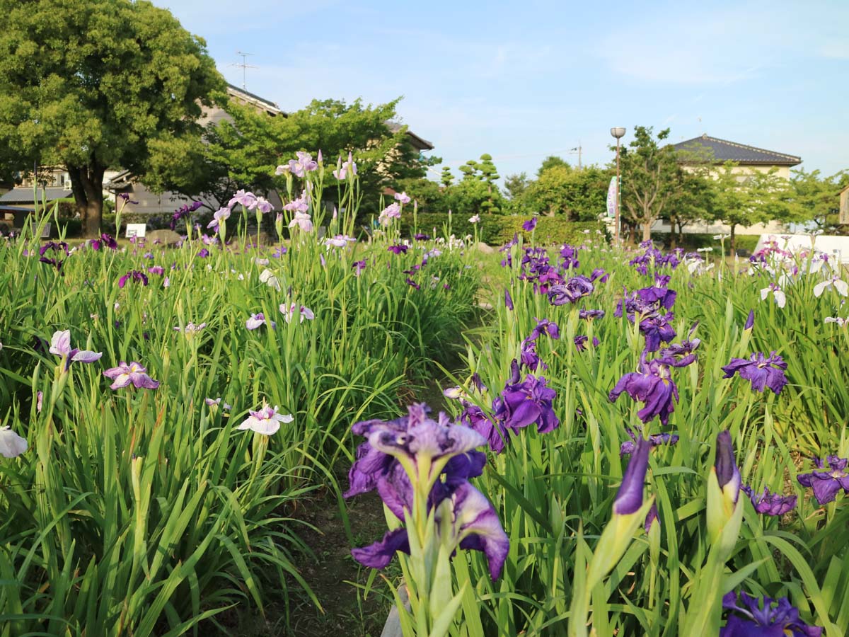 Man'yo Park and Takamatsu Garden's Japanese Iris Festival