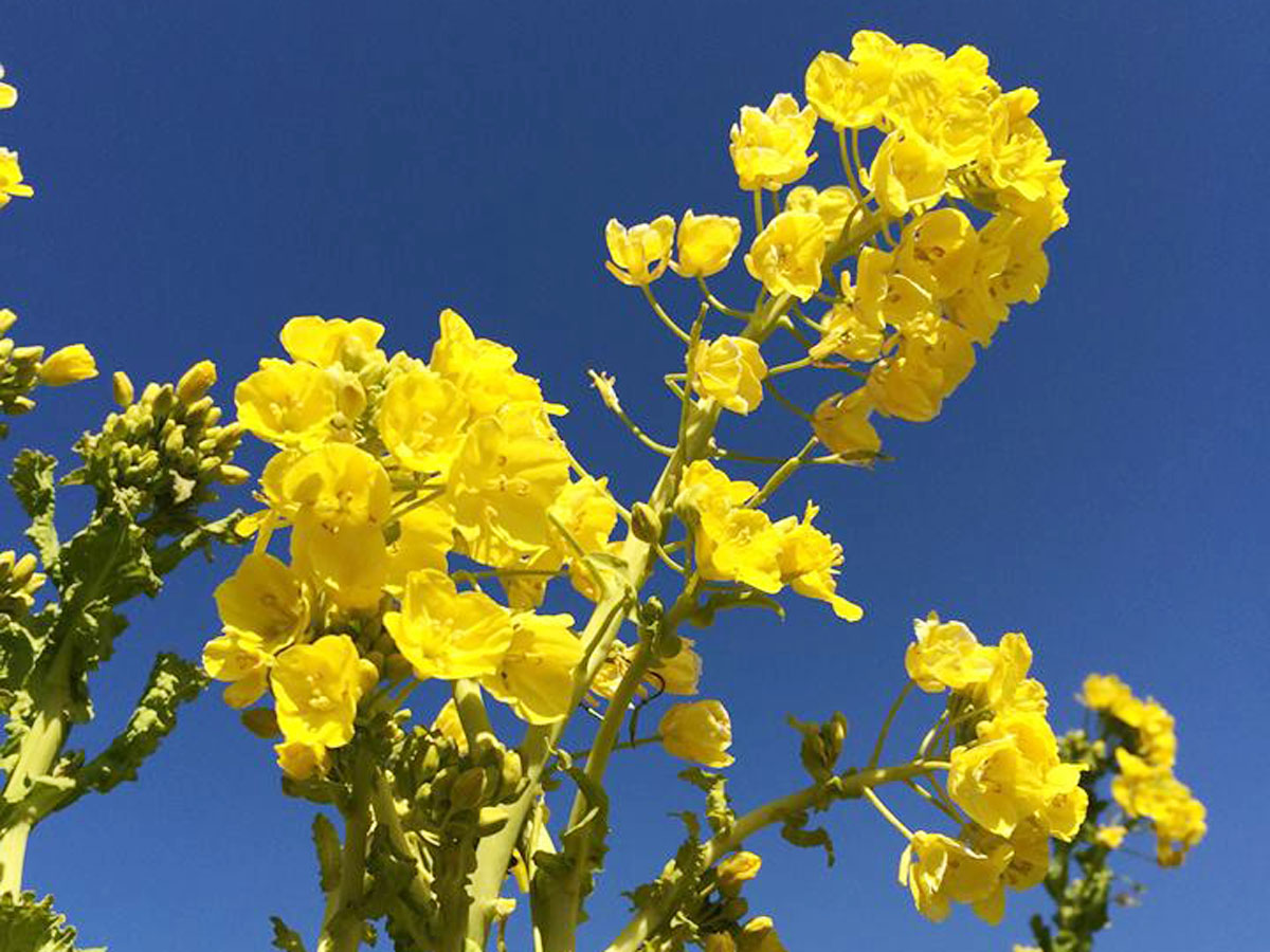 伊良湖菜の花ガーデン 菜の花まつり 公式 愛知県の観光サイトaichi Now