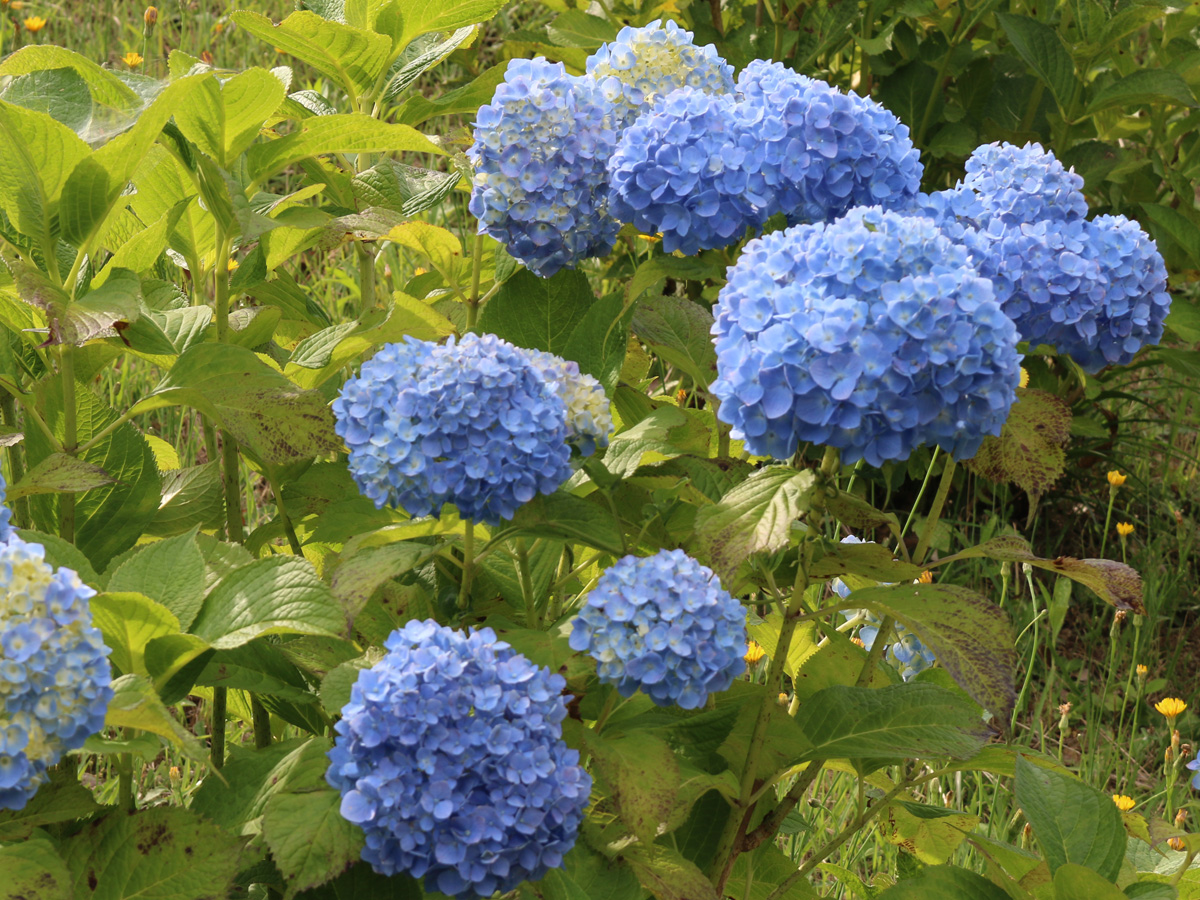 豊田市西山公園