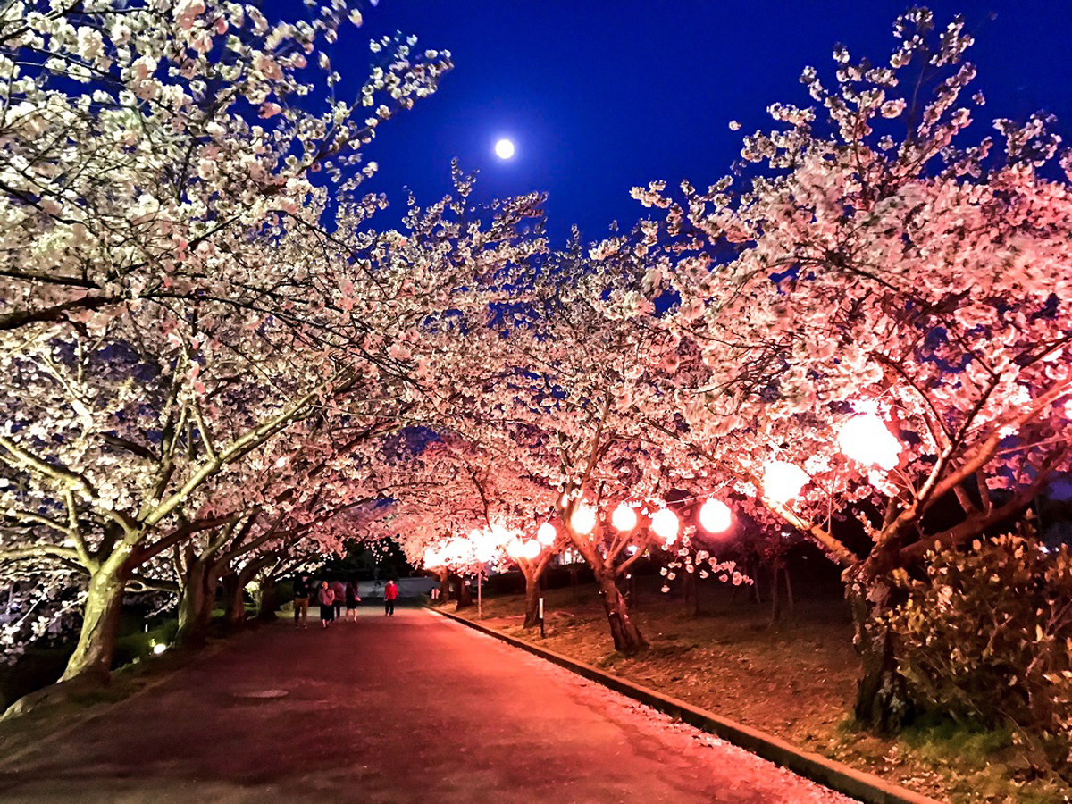 ベティさんの家旭公園桜まつり