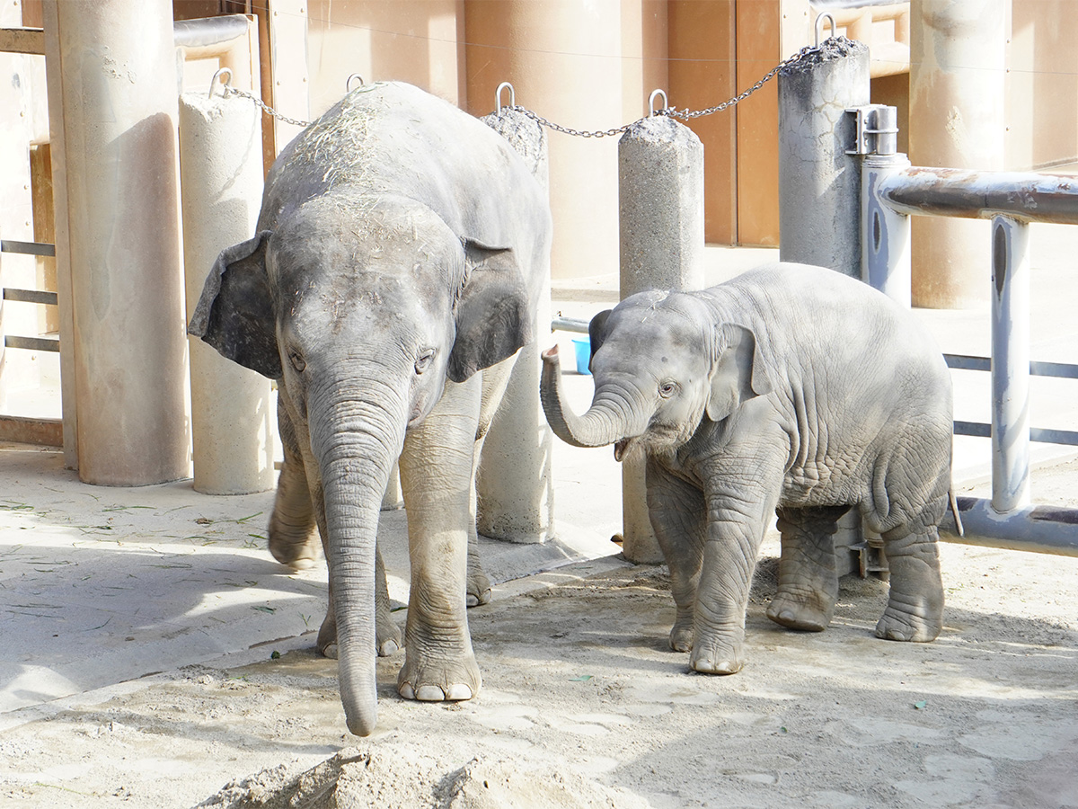 東山動植物園春まつり