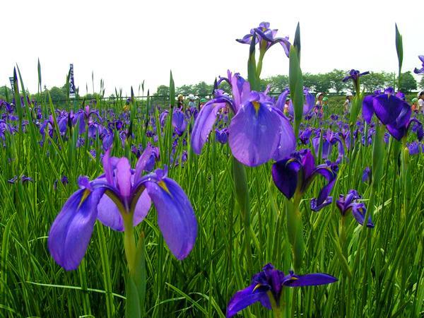 花かつみ園