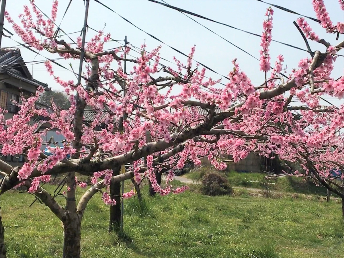観桃会 ふれあいまつり 桃の花week 公式 愛知 名古屋の観光サイトaichinow