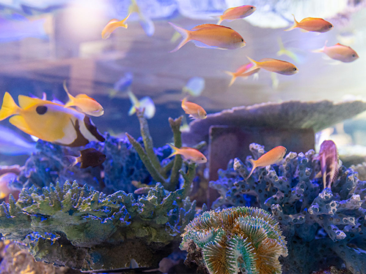 Takeshima Aquarium