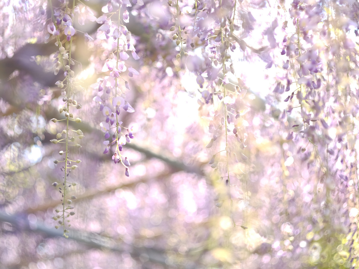 Koto Garden Wisteria Festival 